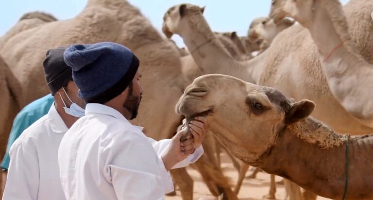 Kvinnlig skönhetstävling för kameler debuterar i Saudiarabien