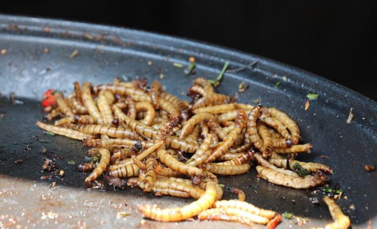 Fyra brittiska låg- och mellanstadieskolor ska ge ungdomar insekter till lunch