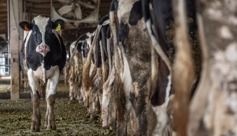 Frankrike står inför mjölkbrist