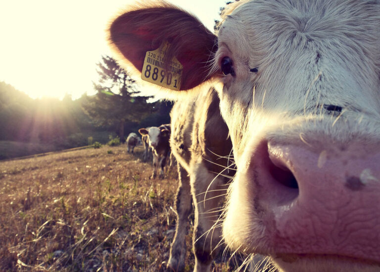 Nya klimatmål gör irländska bönder oroliga – ”måste minska våra djurbesättningar”