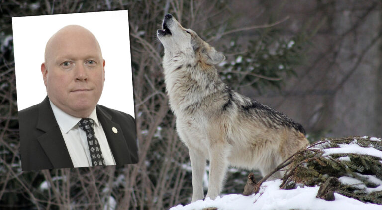SD:s talesperson i jaktfrågor: ”Behövs inte någon varg alls i Sverige”